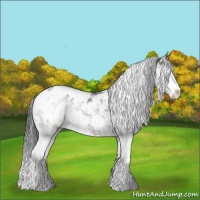 Horse Color:Grullo Sabino Appaloosa Rabicano 