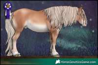 Horse Color:Gold Champagne