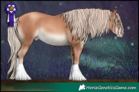 Horse Color:Gold Champagne 