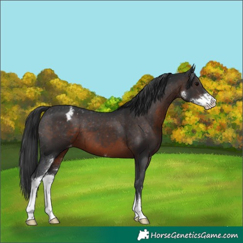 Horse Color:Brown Sabino Appaloosa