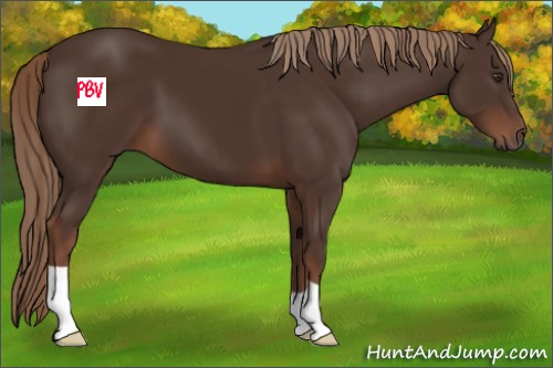 Horse Color:Liver Chestnut