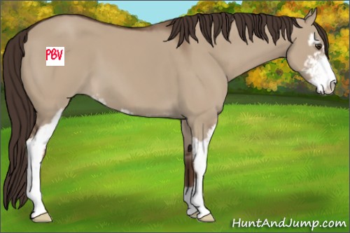 Horse Color:Liver Red Dun Sabino 