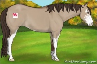 Horse Color:Liver Red Dun Sabino 