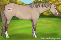 Horse Color:Liver Red Dun Sabino 