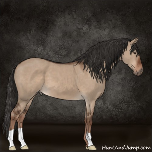 Horse Color:Liver Red Dun 
