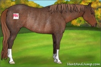 Horse Color:Liver Chestnut Rabicano