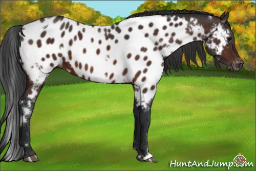 Horse Color:White Spotted Bay Appaloosa