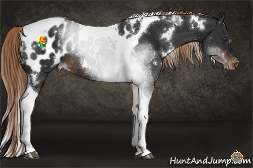 Horse Color:White Spotted Liver Chestnut Tobiano Blanket Rabicano