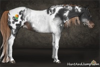 Horse Color:White Spotted Liver Chestnut Tobiano Blanket Rabicano 