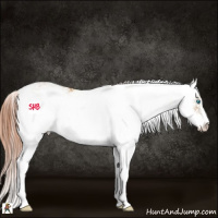 Horse Color:Buckskin Pearl Sabino 