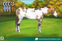 Horse Color:White Spotted Buckskin Frame 