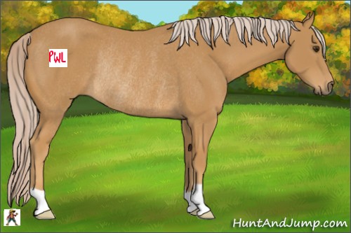 Horse Color:Palomino Rabicano 