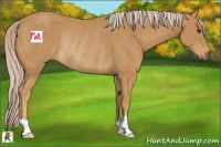 Horse Color:Palomino Rabicano