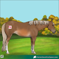 Horse Color:Chocolate Palomino 