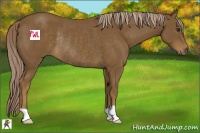 Horse Color:Chocolate Palomino Rabicano 