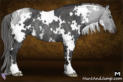 Horse Color:White Spotted Blue Roan Rabicano  Brindle