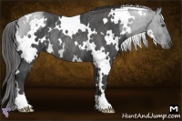 Horse Color:White Spotted Blue Roan Rabicano  Brindle