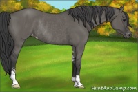 Horse Color:Grullo Sabino Appaloosa Rabicano