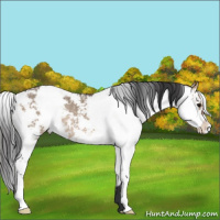 Horse Color:Brown Dun Sabino Rabicano 