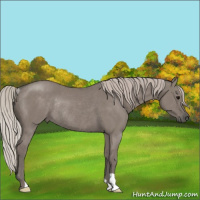 Horse Color:Silver Grullo Rabicano 