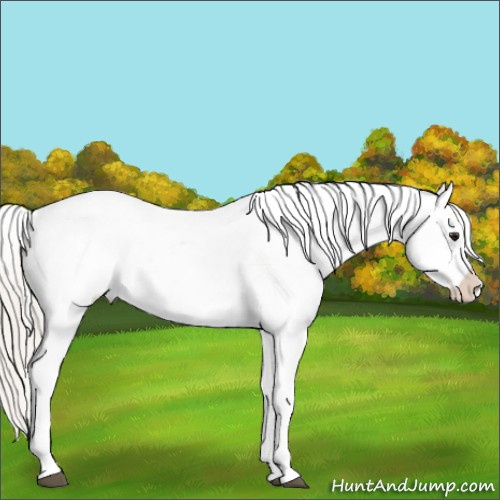 Horse Color:Silver Brown Dun Sabino Appaloosa Rabicano 