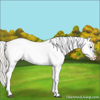 Horse Color:Silver Brown Dun Sabino Appaloosa Rabicano