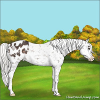 Horse Color:Silver Brown Snowflake Varnish Rabicano 