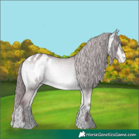 Horse Color:Chocolate Bay Chinchilla Onyx Appaloosa 