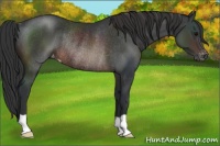 Horse Color:Brown Appaloosa Rabicano