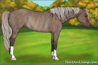 Horse Color:Silver Brown Dun Rabicano 