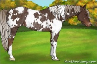 Horse Color:White Spotted Liver Chestnut Varnish Rabicano 