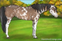 Horse Color:Brown Sabino Rabicano 