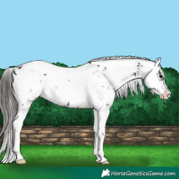 Horse Color:Brown Sabino Near Leopard Rabicano 