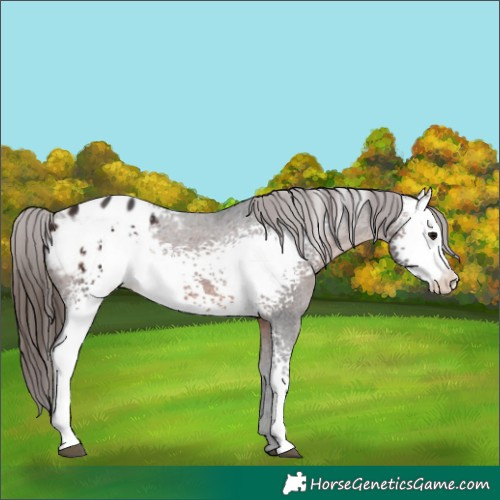 Horse Color:White Spotted Brown Appaloosa Rabicano 
