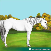 Horse Color:White Spotted Liver Chestnut Sabino Snowflake VarnishRabicano 