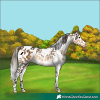 Horse Color:White Spotted Buckskin Appaloosa 