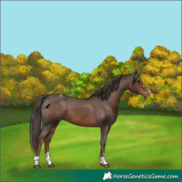 Horse Color:Liver Chestnut Appaloosa 