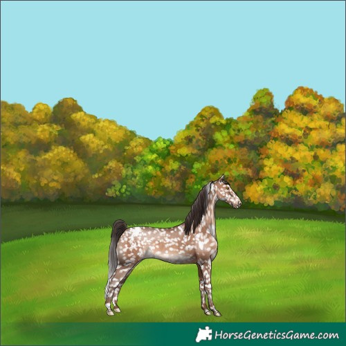 Horse Color:Sable Champagne Appaloosa 