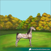 Horse Color:Sable Champagne Appaloosa 