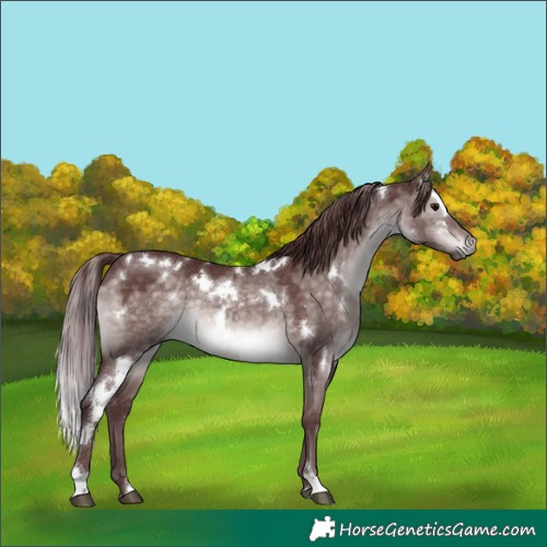 Horse Color:Platinum White Spotted Chocolate Brown Dun 