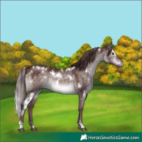 Horse Color:Platinum White Spotted Chocolate Brown Dun 