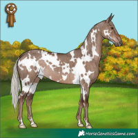 Horse Color:White Spotted Liver Red Dun Mushroom Brindle 