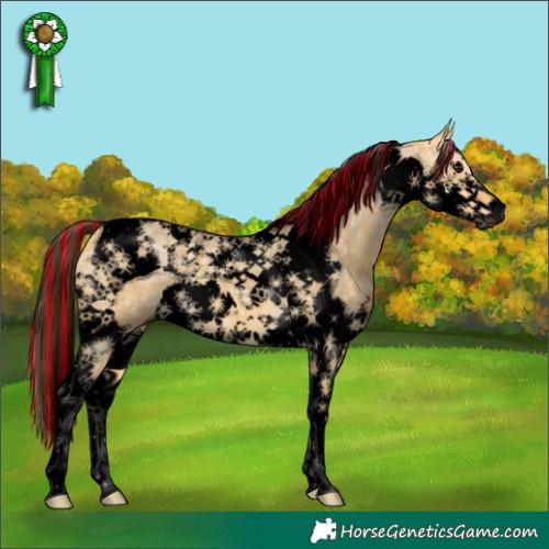 Horse Color:Void Painted Buckskin Ice Dun Splash Tobiano 