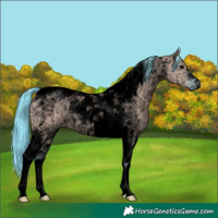 Horse Color:Void Watercolor Grullo Ice Tobiano 