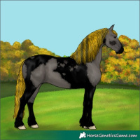 Horse Color:Void Painted Grullo Tobiano 