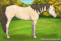 Horse Color:Amber Cream Champagne Ice 
