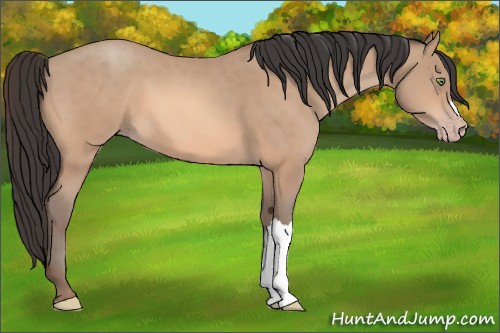 Horse Color:Sable Champagne