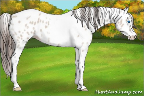 Horse Color:Classic Champagne Ice Dun Splash Tobiano Frame Appaloosa 