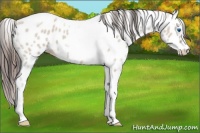 Horse Color:Classic Champagne Ice Dun Splash Tobiano Frame Appaloosa 