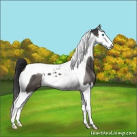 Horse Color:Brown Dun Splash Tobiano Appaloosa 
